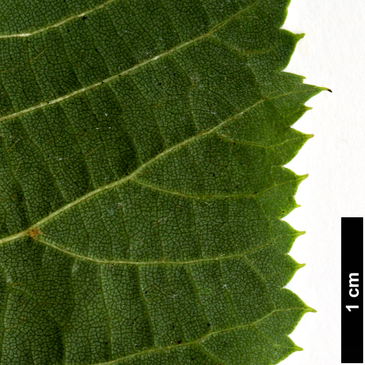 High resolution image: Family: Malvaceae - Genus: Tilia - Taxon: dasystyla - SpeciesSub: subsp. dasystyla